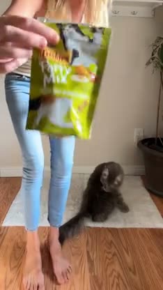 Cat reaction UGC frame